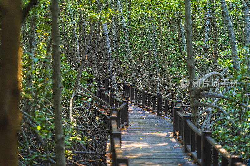 在红树林里的木桥步行道，泰国的Prachuap Khiri Khan。